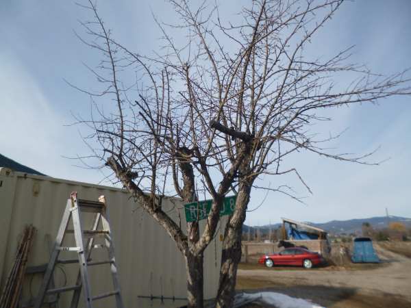 Butchered old apple tree in need of judicious pruning