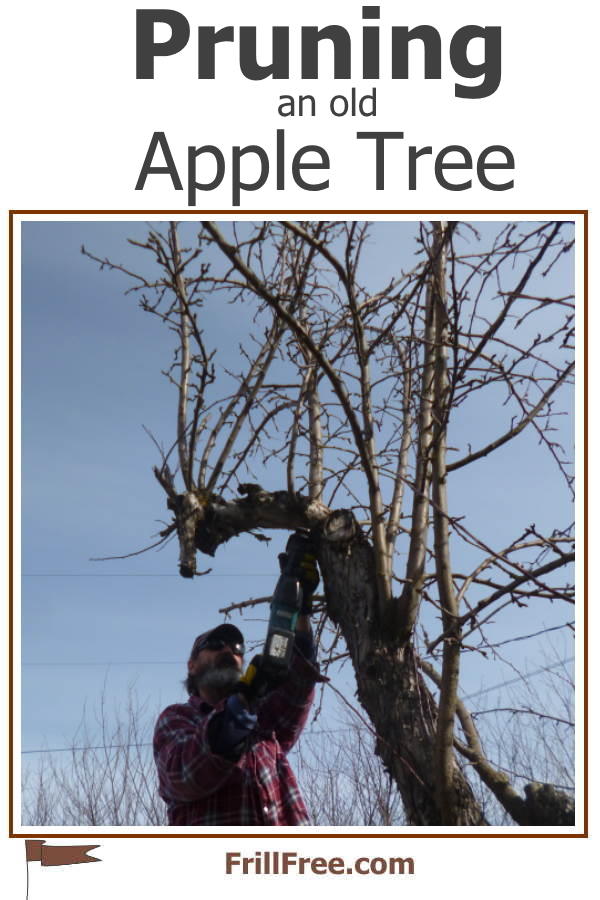 Pruning an Old Apple Tree