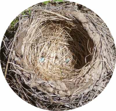 Birds know what makes a good home - natural building materials, in the vernacular style...