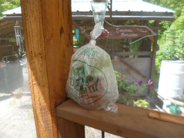 The inflated bag of cuttings, in the shade on the porch railing