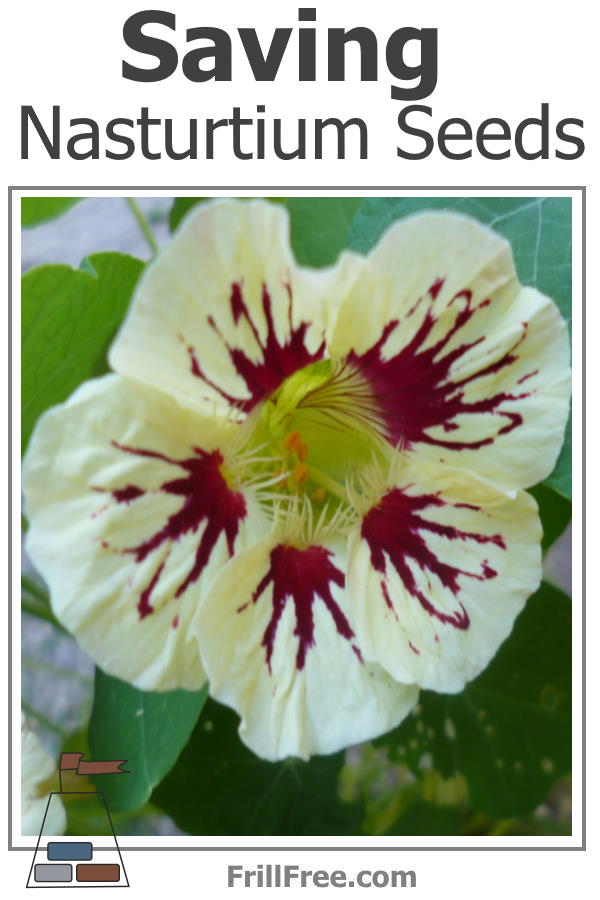 Beautiful Nasturtium flower