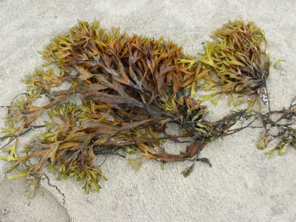 Bladderwrack