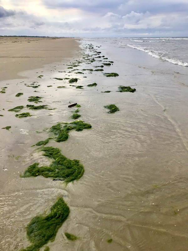 Large Algae, or Gutweed