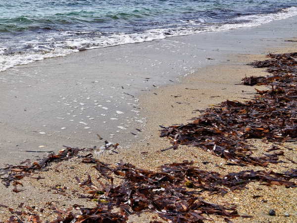 Seaweed on the beach