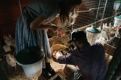 Homesteaders examining chicken eggs