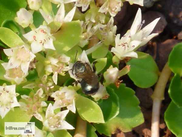 Solitary Bee