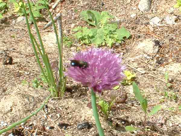 Tiny Mason Bee on Chive Flower