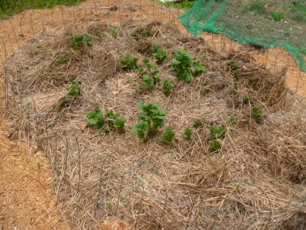 The growth after a rainy June