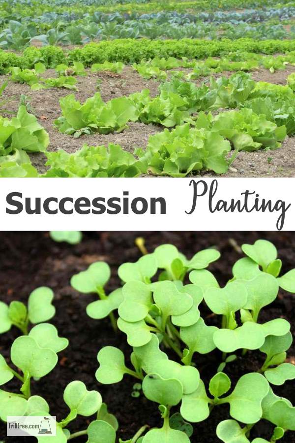 Succession Planting