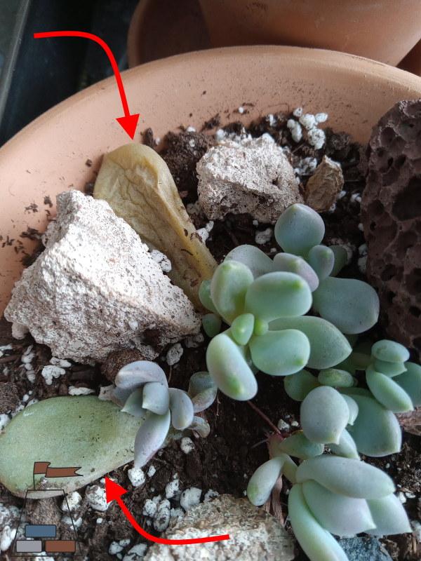 succulent-propagation-timeline-leaves-dessicating600x800.jpg