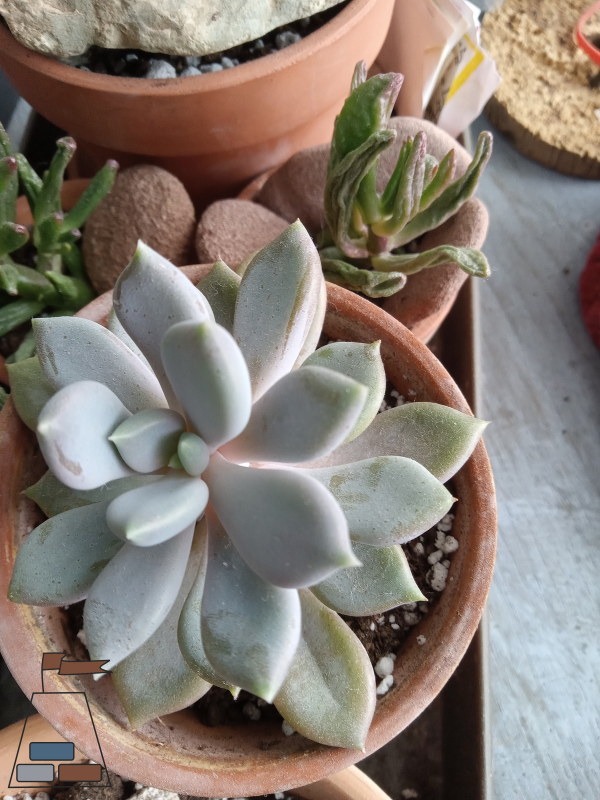 succulent-propagation-timeline-original-plant600x800.jpg