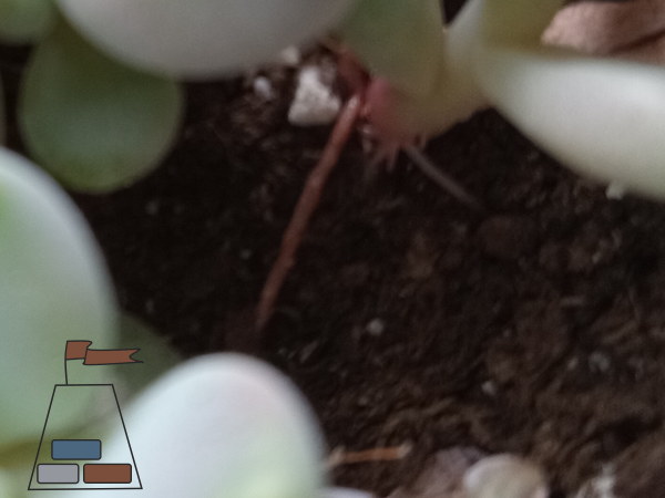 succulent-propagation-timeline-pink-roots600x800.jpg