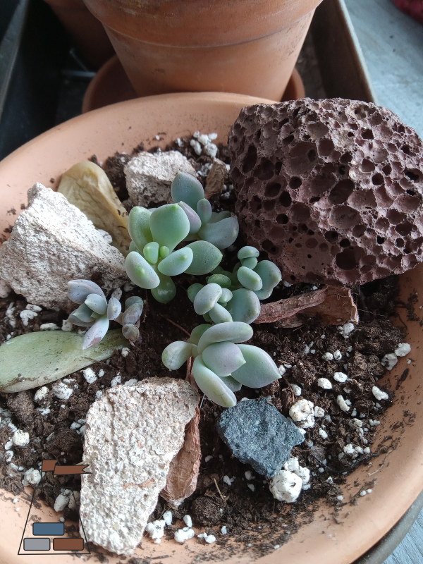 succulent-propagation-timeline-soil-type600x800.jpg