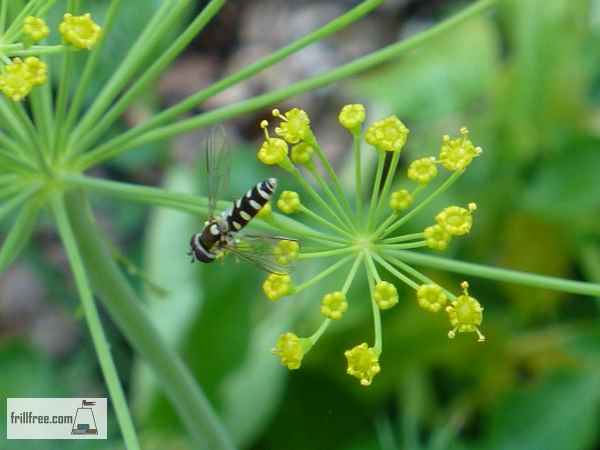 Syrphid Fly