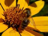 Bee Friendly Gardening