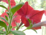 Economy Hanging Baskets