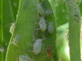 Aphids