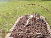 thumb-gardening-with-sempervivum.jpg