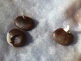 Germinating Seeds