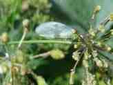 Green Lacewing