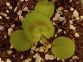 thumb-growing-geraniums-from-seed.jpg