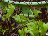 Growing Vegetables in Pots