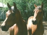 Composting Horse Manure