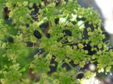 How To Grow Dill