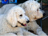 Male vs. Female Goldendoodle