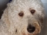 thumb-ms-service-dog.jpg