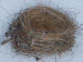 Nest Construction