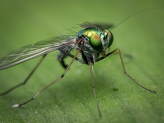 Pest Control in the Vegetable Garden