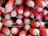 How to Grow Radishes