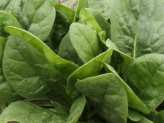 How To Grow Spinach