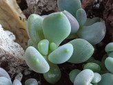 thumb-succulent-propagation-timeline.jpg