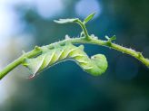 Tomato Plant Problems