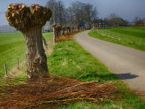 Willows on the Homestead