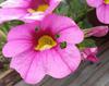 Callibrachoa flowers with holes