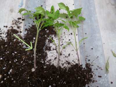 Prune off the seedling leaves that are no longer needed...