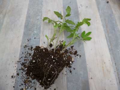 Depotting the tomato plants shows the roots...