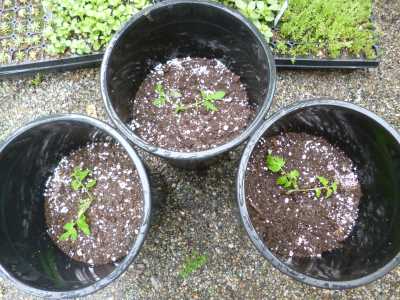 Planted in big pots gives the tomato plants lots of room to grow...