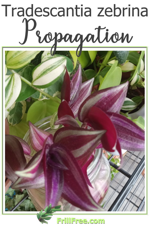 tradescantia-zebrina-propagation600x900.jpg