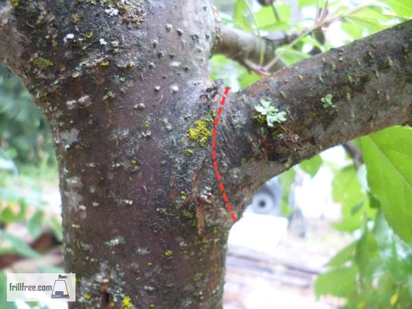 Where to make the cut on a big branch