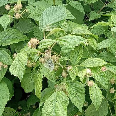 The huge crop on the raspberries