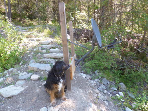 Bracken, companion and service dog; waiting to hear from you...