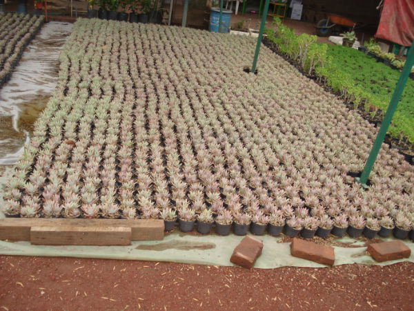 what-is-vegetative-propagation-echeveria-potted600x450.jpg