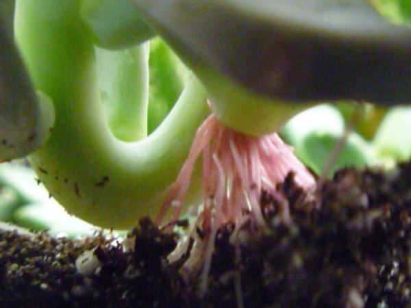 what-is-vegetative-propagation-echeveria-roots600x450.jpg