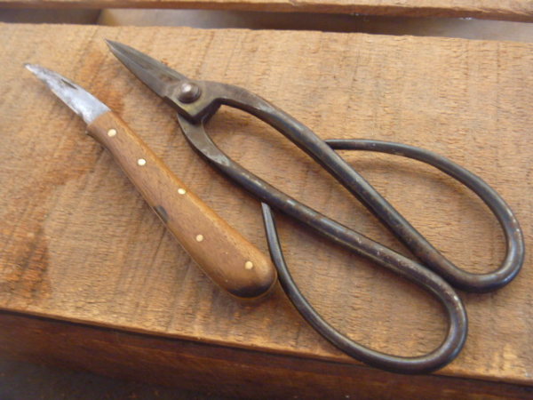 what-is-vegetative-propagation-tools600x450.jpg