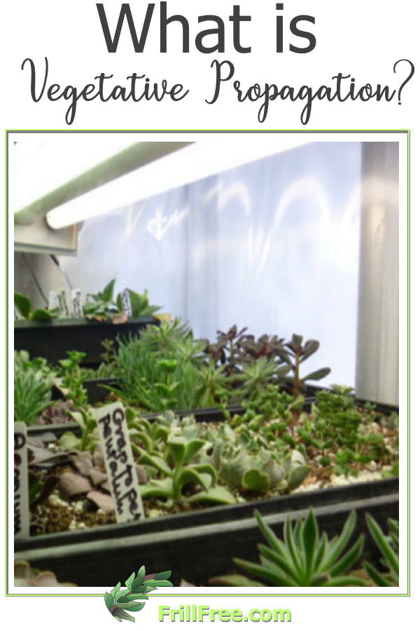 what-is-vegetative-propagation600x900.jpg