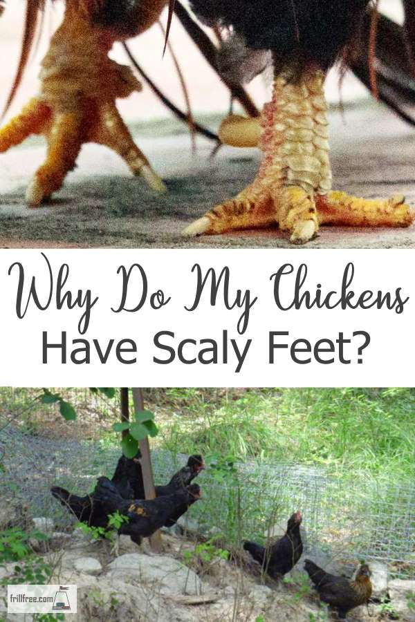 Why Do My Chickens Have Scaly Feet?